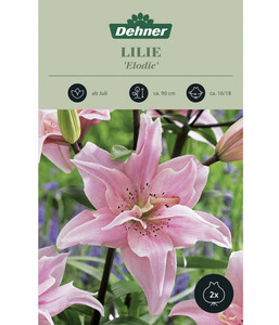 Dehner Blumenzwiebel Lilie 'Elodie', 2 Stk.