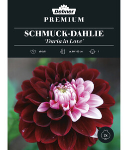 Dehner Premium Blumenzwiebel Schmuck-Dahlie 'Daria in Love', 2 Stk.