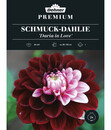 Bild 1 von Dehner Premium Blumenzwiebel Schmuck-Dahlie 'Daria in Love', 2 Stk.