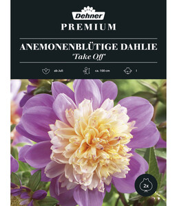 Dehner Premium Blumenzwiebel Anemonenblütige Dahlie 'Take Off', 2 Stk.