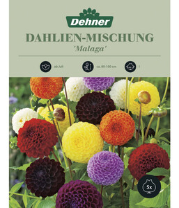 Dehner Blumenzwiebel Dahlien-Mischung 'Malaga', 5 Stk.