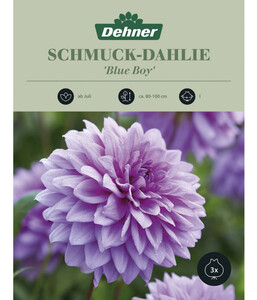 Dehner Blumenzwiebel Schmuck-Dahlie 'Blue Boy', 3 Stk.