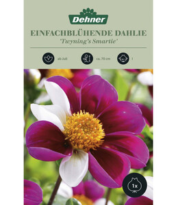 Dehner Blumenzwiebel Einfachblühende Dahlie 'Twyning's Smartie', 1 Stk.