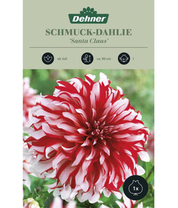 Dehner Blumenzwiebel Schmuck-Dahlie 'Santa Claus', 1 Stk.