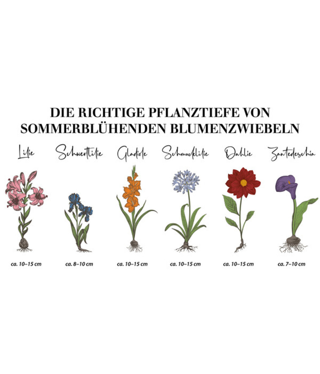 Bild 3 von Dehner Blumenzwiebel Pompon-Dahlie 'Wine Eyed Jill', 1 Stk.