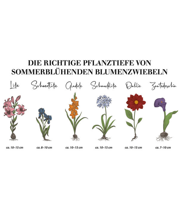 Bild 3 von Dehner Blumenzwiebel Pompon-Dahlie 'Wine Eyed Jill', 1 Stk.