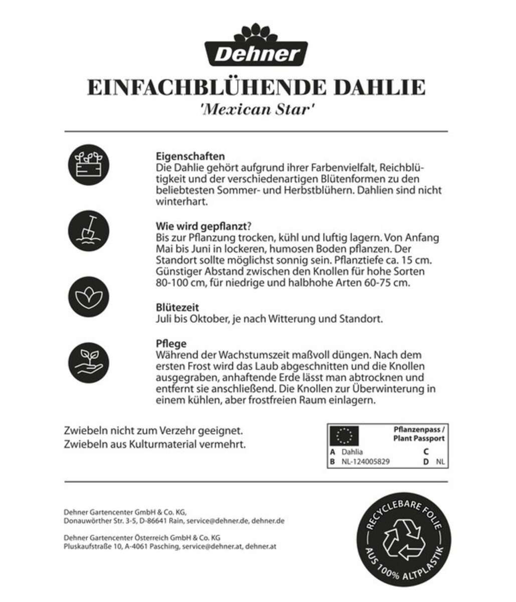 Bild 2 von Dehner Blumenzwiebel Einfachblühende Dahlie 'Mexican Star', 1 Stk.