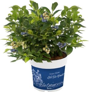 Blaubeerhecke
, 
Blue Cottage Berries, 13 cm Topf