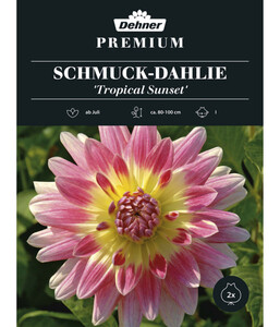 Dehner Premium Blumenzwiebel Schmuck-Dahlie 'Tropical Sunset', 2 Stk.