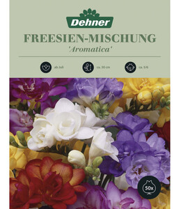 Dehner Blumenzwiebel Freesien-Mischung 'Aromatica', 50 Stk.