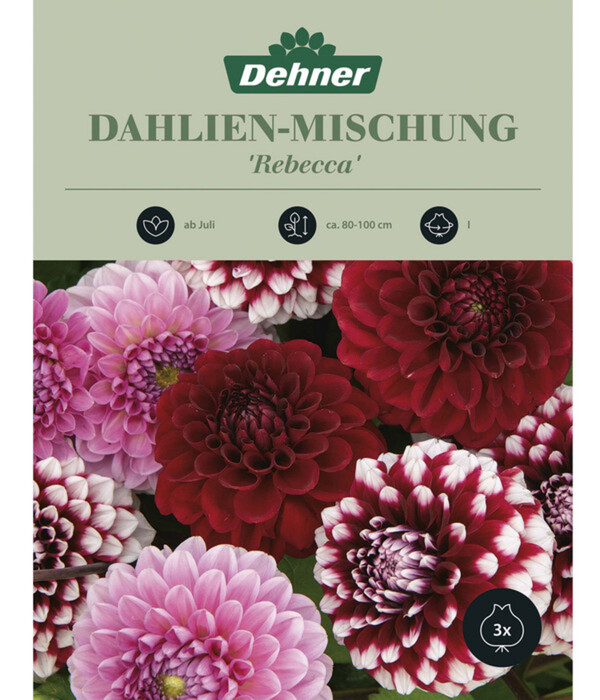 Bild 1 von Dehner Blumenzwiebel Dahlien- Mischung 'Rebecca', 3 Stk.