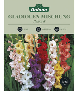 Dehner Blumenzwiebel Gladiolen-Mischung 'Rekord', 30 Stk.