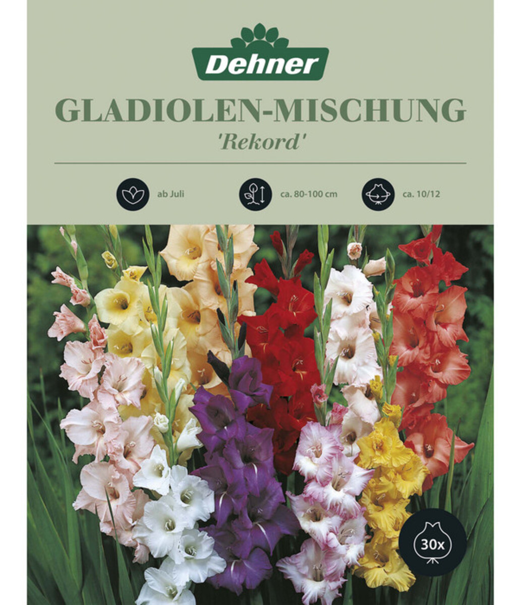 Bild 1 von Dehner Blumenzwiebel Gladiolen-Mischung 'Rekord', 30 Stk.