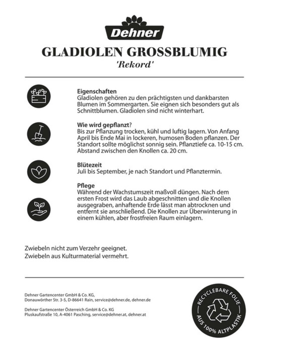 Bild 2 von Dehner Blumenzwiebel Gladiolen-Mischung 'Rekord', 30 Stk.