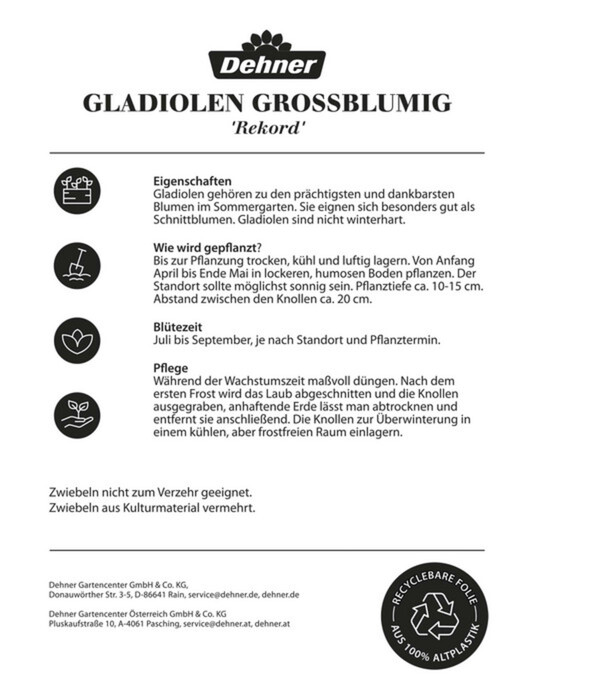 Bild 2 von Dehner Blumenzwiebel Gladiolen-Mischung 'Rekord', 30 Stk.