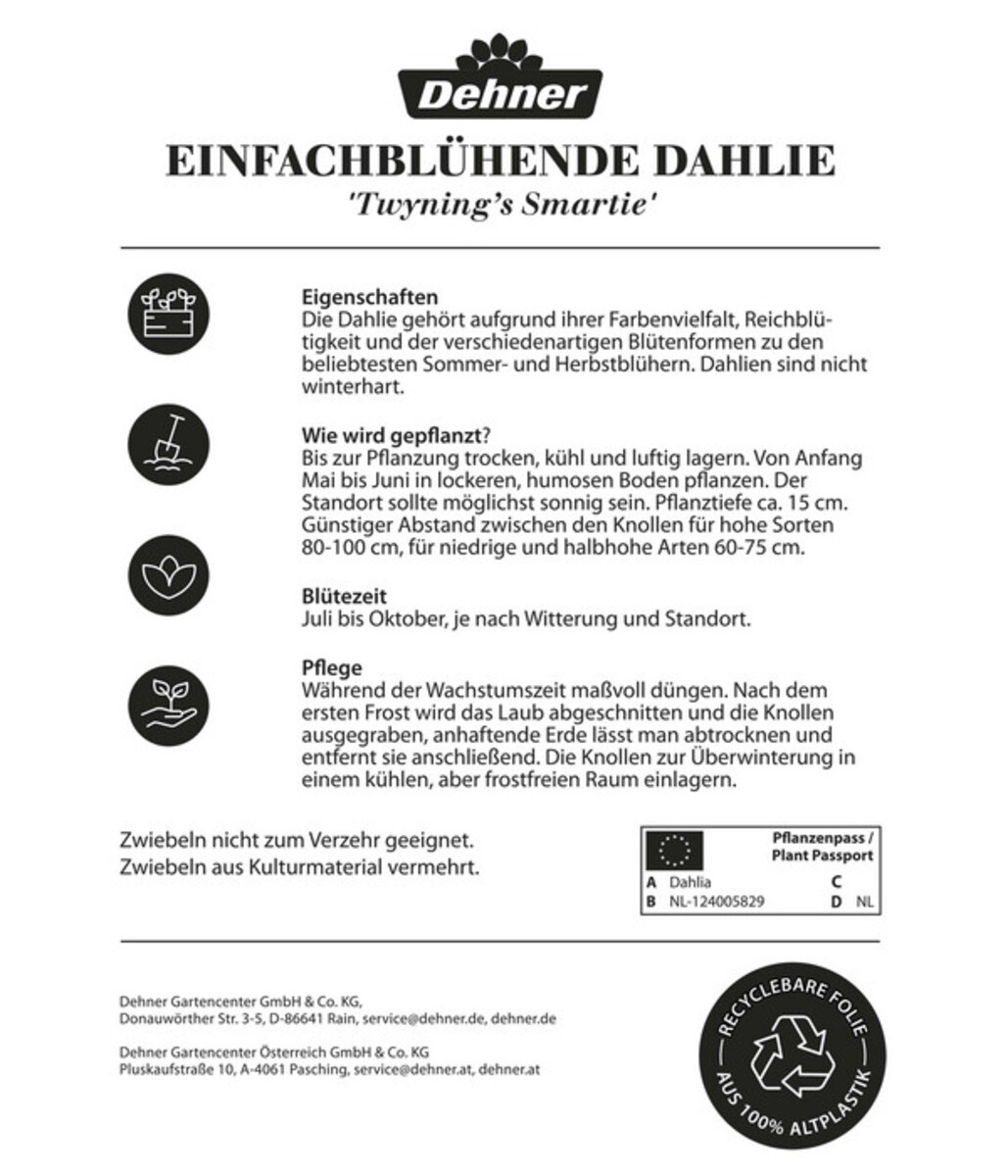 Bild 2 von Dehner Blumenzwiebel Einfachblühende Dahlie 'Twyning's Smartie', 1 Stk.