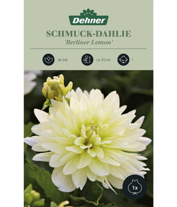 Dehner Blumenzwiebel Schmuck-Dahlie 'Berliner Lemon', 1 Stk.