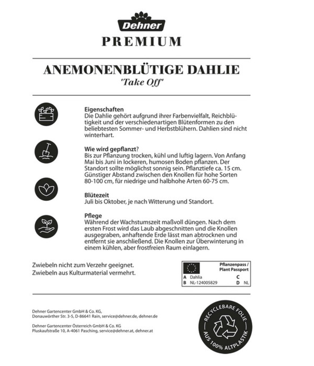 Bild 2 von Dehner Premium Blumenzwiebel Anemonenblütige Dahlie 'Take Off', 2 Stk.
