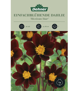 Dehner Blumenzwiebel Einfachblühende Dahlie 'Mexican Star', 1 Stk.