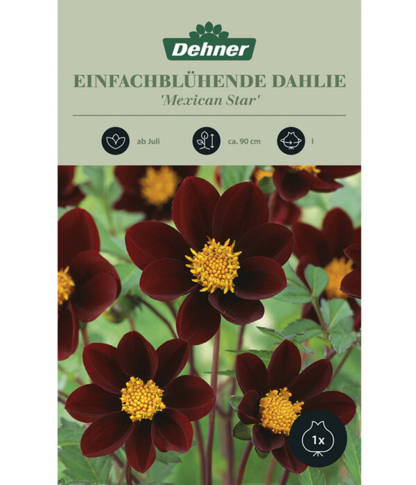 Bild 1 von Dehner Blumenzwiebel Einfachblühende Dahlie 'Mexican Star', 1 Stk.