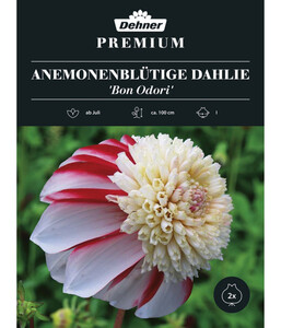 Dehner Premium Blumenzwiebel Anemonenblütige Dahlie 'Bon Odori', 2 Stk.