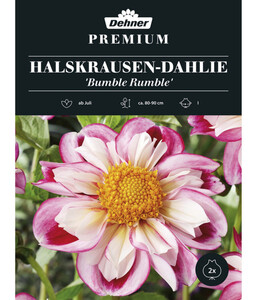 Dehner Premium Blumenzwiebel Halskrausen-Dahlie 'Bumble Rumble', 2 Stk.