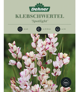 Dehner Blumenzwiebel Klebschwertel 'Spotlight', 60 Stk.