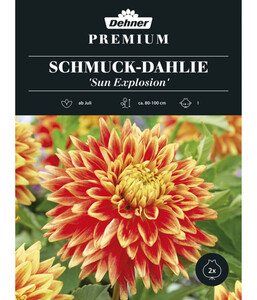 Dehner Premium Blumenzwiebel Schmuck-Dahlie 'Sun Explosion', 2 Stk.