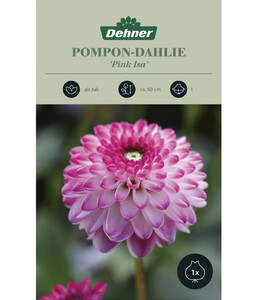 Dehner Blumenzwiebel Pompon-Dahlie 'Pink Isa', 1 Stk.