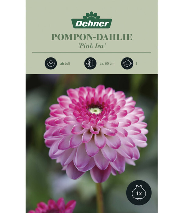 Bild 1 von Dehner Blumenzwiebel Pompon-Dahlie 'Pink Isa', 1 Stk.