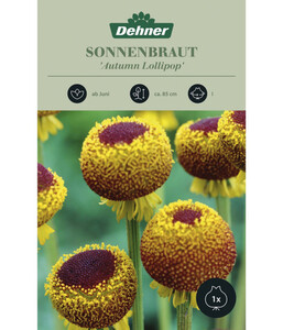 Dehner Blumenzwiebel Sonnenbraut 'Autumn Lollipop', 1 Stk.