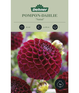 Dehner Blumenzwiebel Pompon-Dahlie 'Natal', 1 Stk.