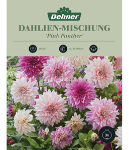 Dehner Blumenzwiebel Dahlien-Mischung 'Pink Panther', 3 Stk.