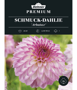 Dehner Premium Blumenzwiebel Schmuck-Dahlie 'Arbatax', 2 Stk.