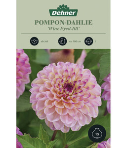 Dehner Blumenzwiebel Pompon-Dahlie 'Wine Eyed Jill', 1 Stk.