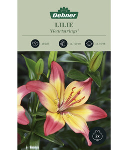 Dehner Blumenzwiebel Lilie 'Heartstrings', 2 Stk.