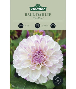 Dehner Blumenzwiebel Ball-Dahlie 'Eveline', 1 Stk.