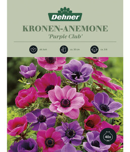 Dehner Blumenzwiebel Kronen-Anemone 'Purple Club', 40 Stk.