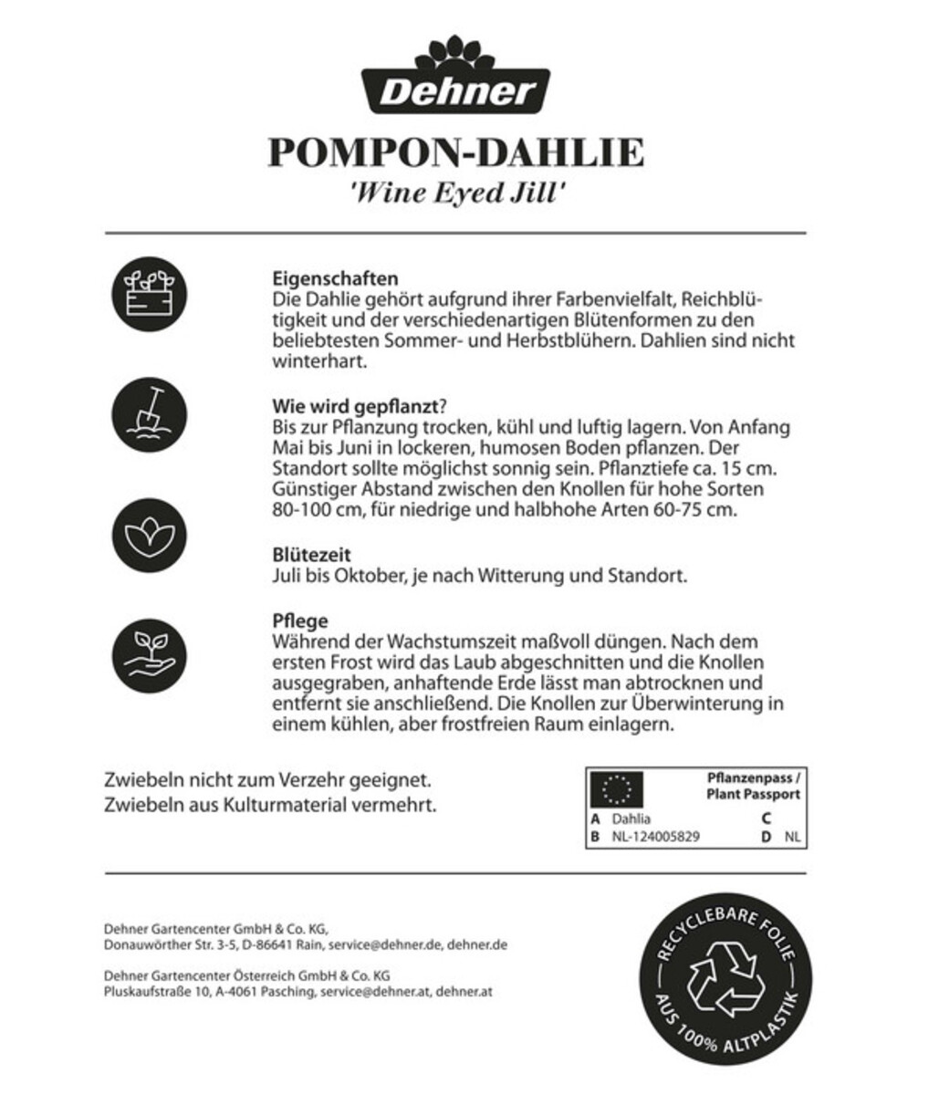 Bild 2 von Dehner Blumenzwiebel Pompon-Dahlie 'Wine Eyed Jill', 1 Stk.