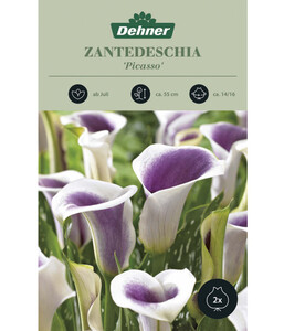 Dehner Blumenzwiebel Zantedeschia 'Picasso', 2 Stk.