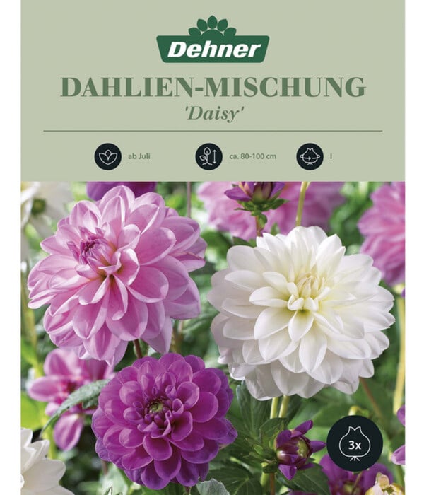 Bild 1 von Dehner Blumenzwiebel Dahlien-Mischung 'Daisy', 3 Stk.