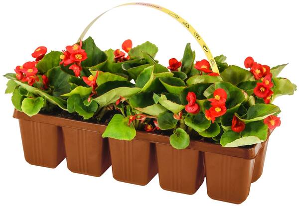 Bild 2 von Beetpflanzen