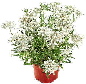 Edelweiss oder Enzian
