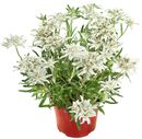 Bild 1 von Edelweiss oder Enzian