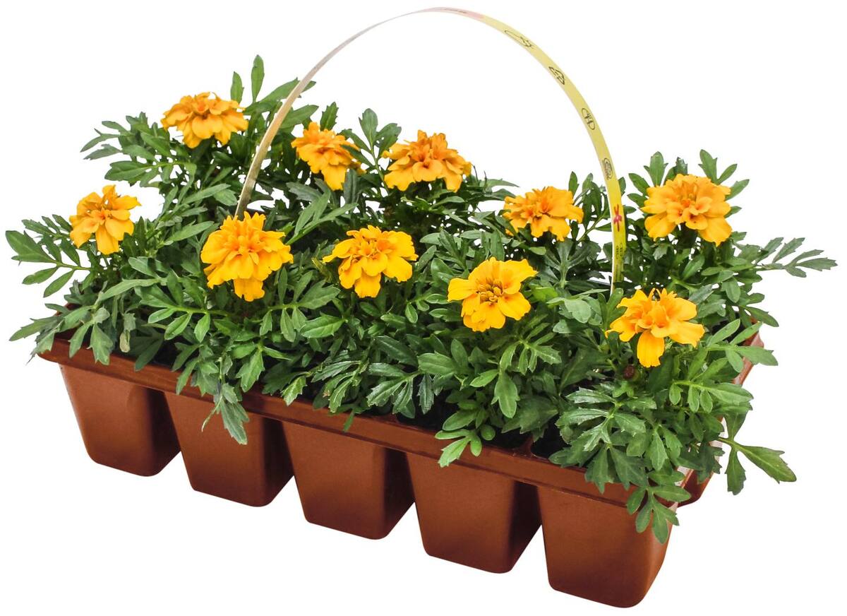 Bild 3 von Beetpflanzen