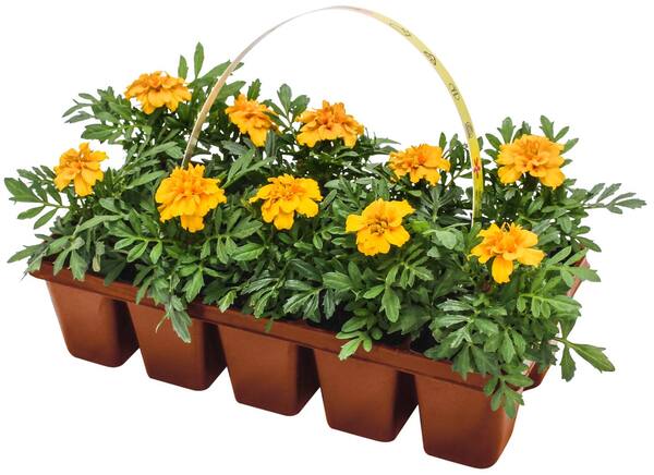 Bild 3 von Beetpflanzen