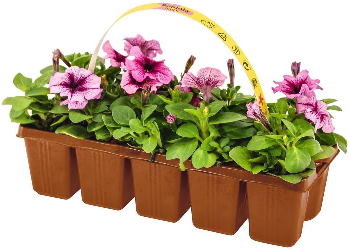 Bild 4 von Beetpflanzen