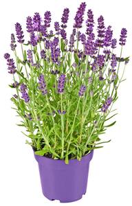Lavendel