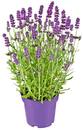 Bild 1 von Lavendel
