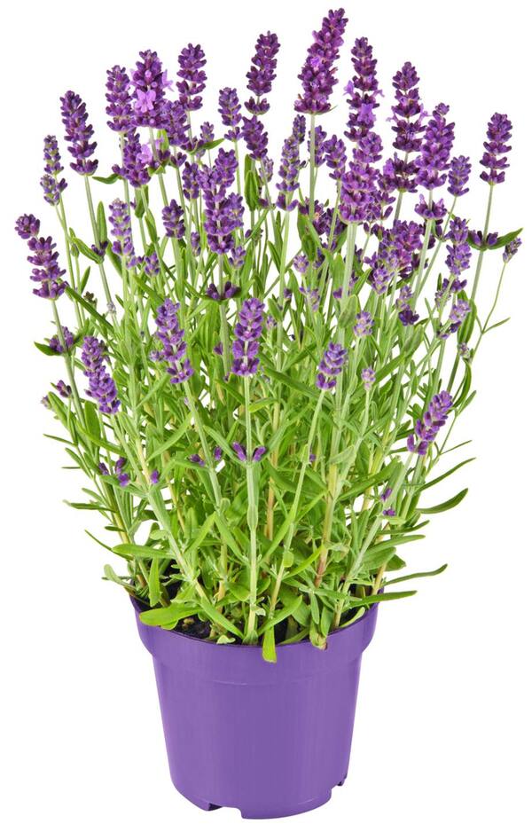 Bild 1 von Lavendel